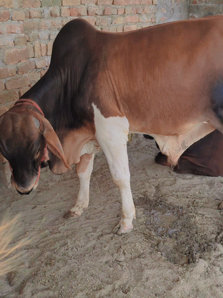 @Larkana Cattle Farm