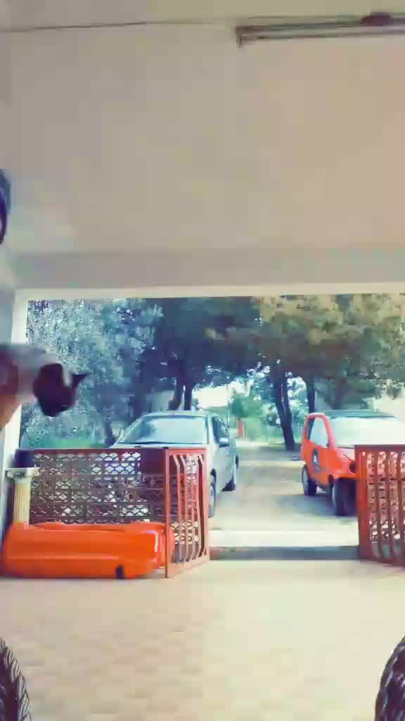 @gpernice_veroalpha