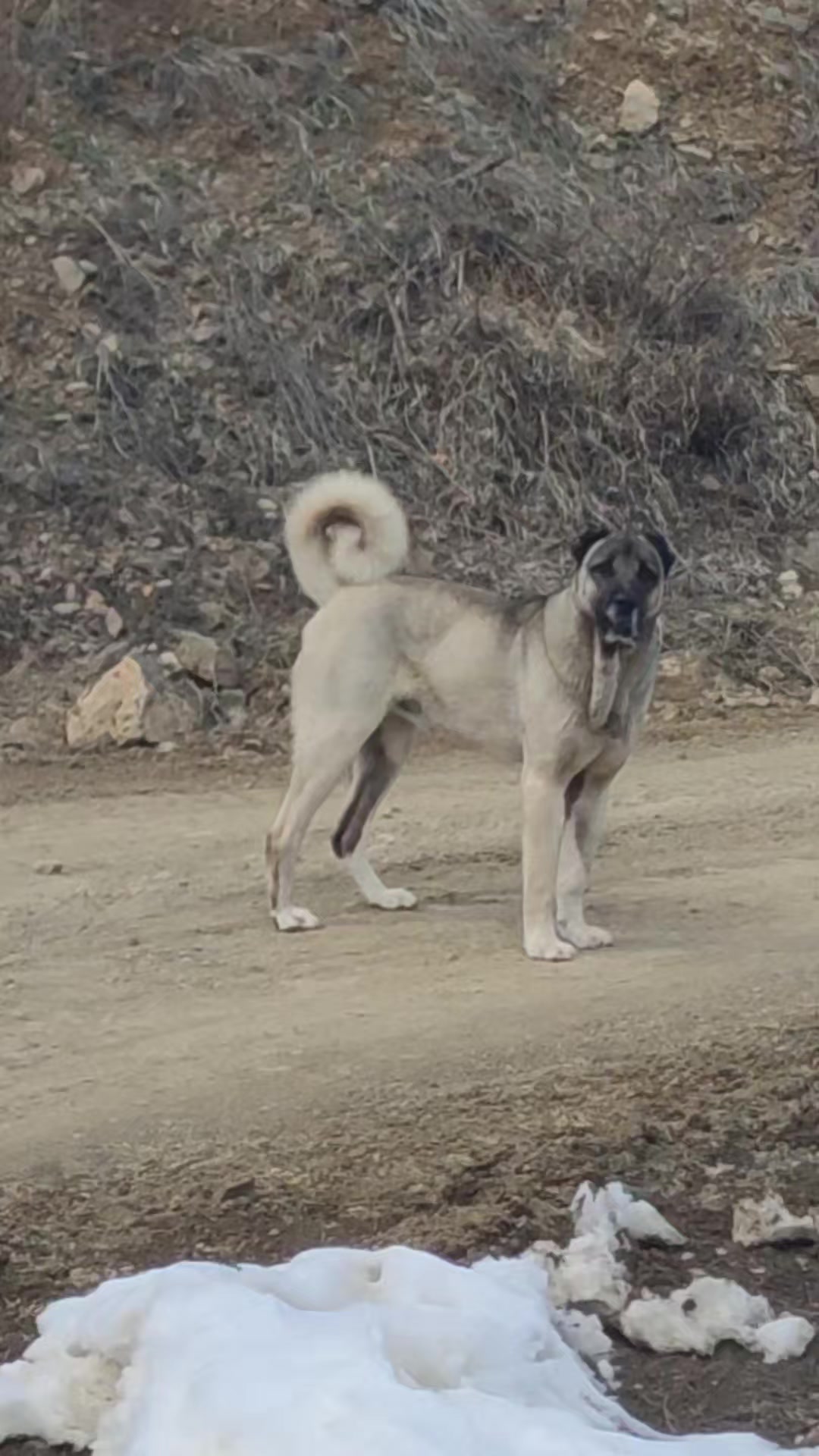 @PALA 25🐺