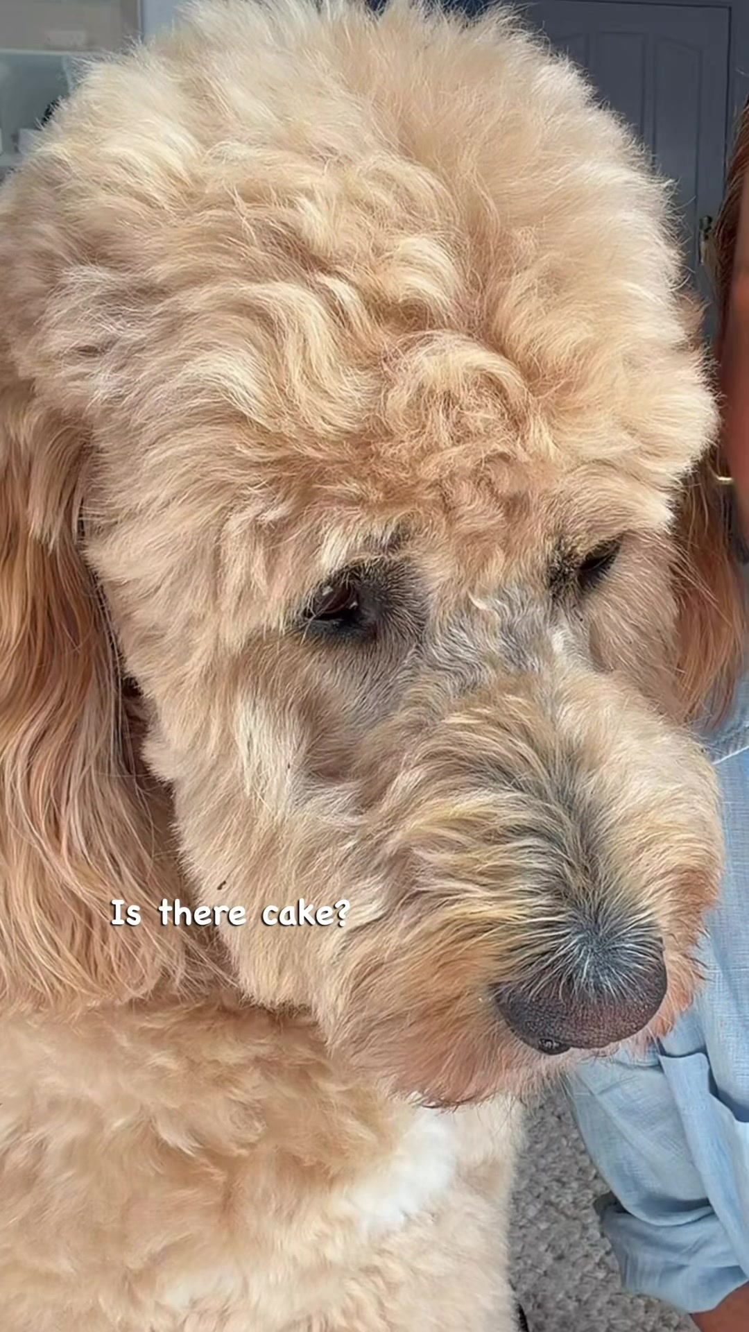 @Buddy the groodle