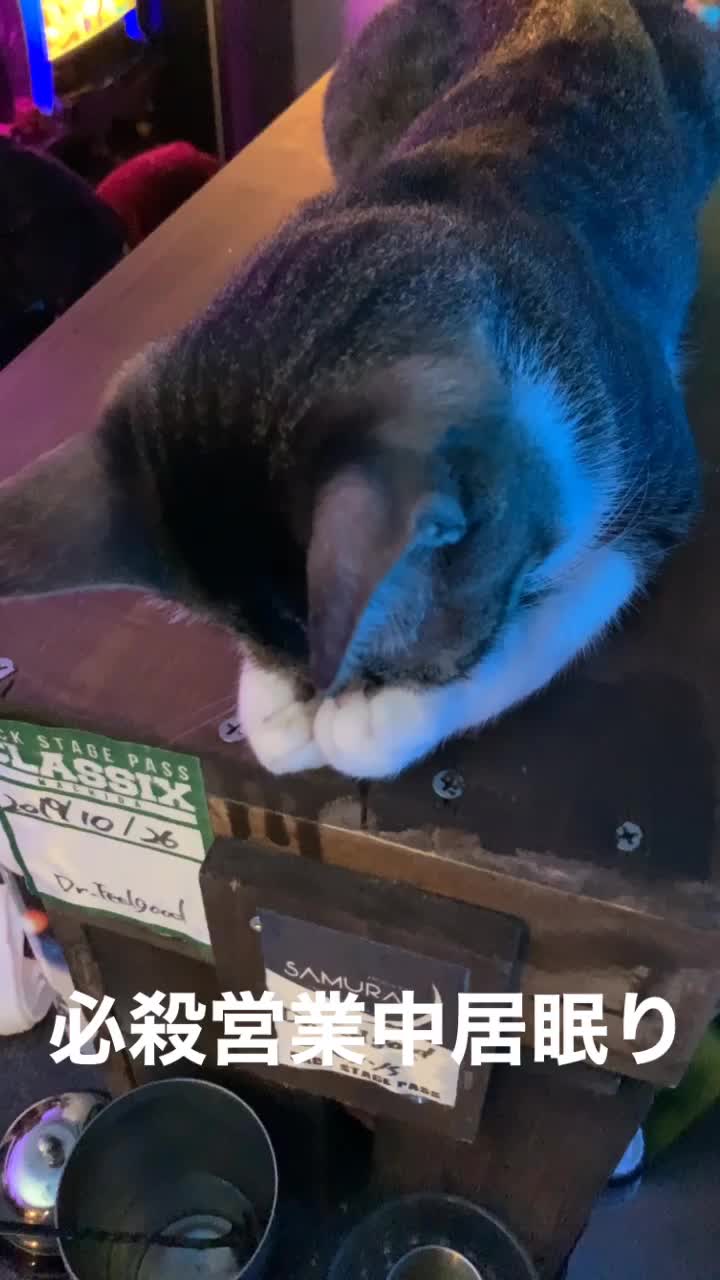 @Cats in the Box.