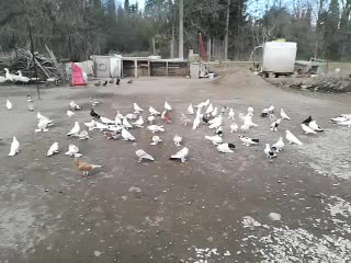 @Irfan