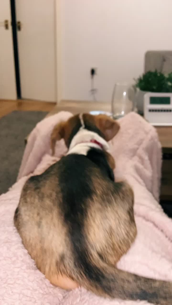 @Lync the Pocket Beagle ๐ถ