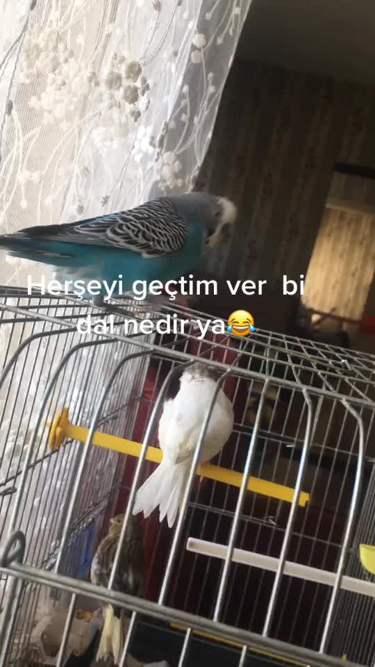 @ozkacmazmehmet65