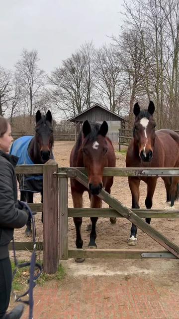 @reiten_ist_kunst