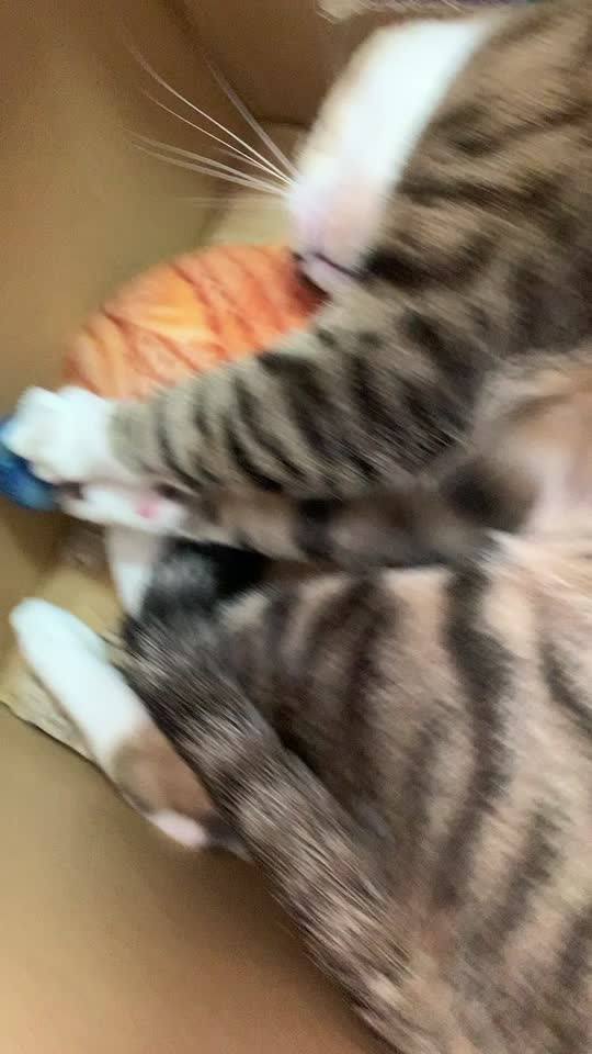 @蘇熙