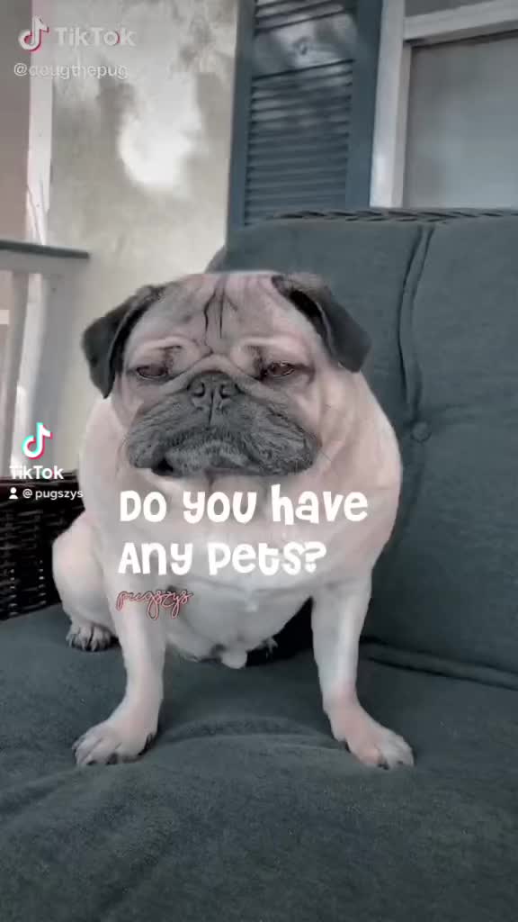 @Pugszys