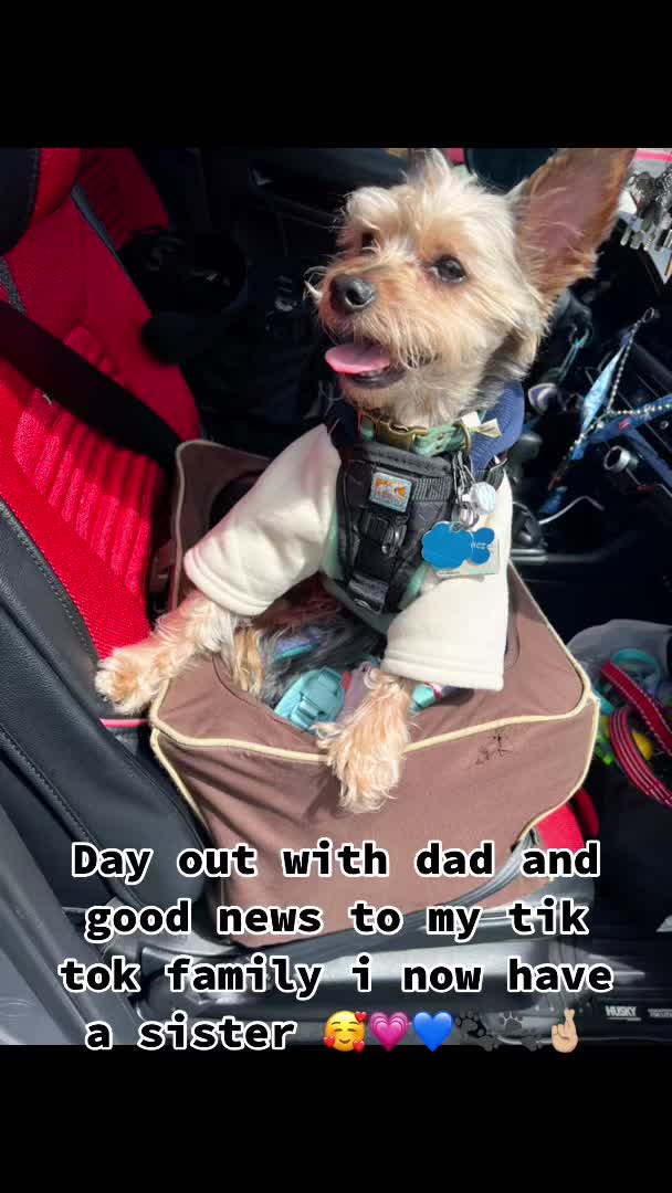 @GucciAndMiMiTheGreatYorkies