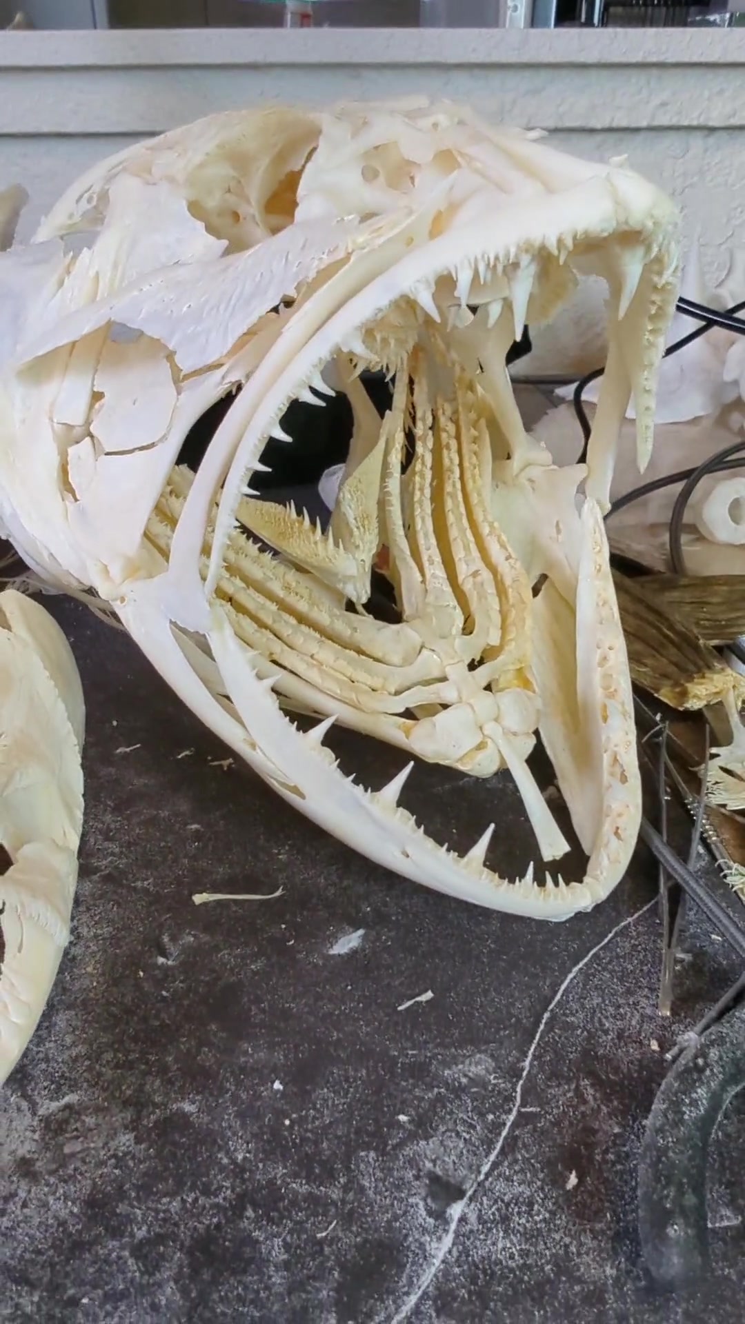@Skullatorium