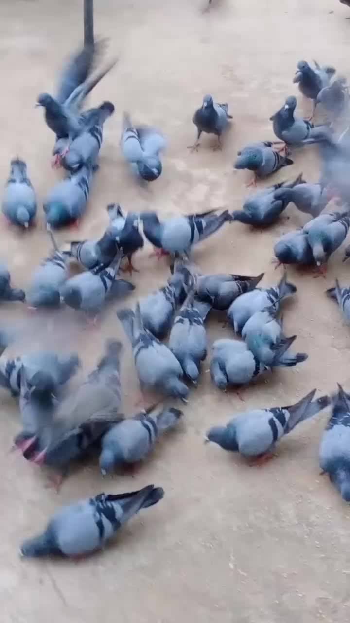 @Raj.ladha