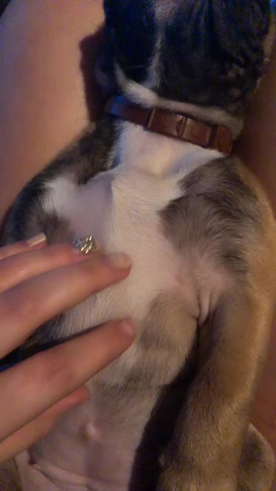 @Frenchbulldog_Zora