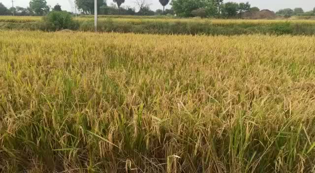 @srinivaspesari1995