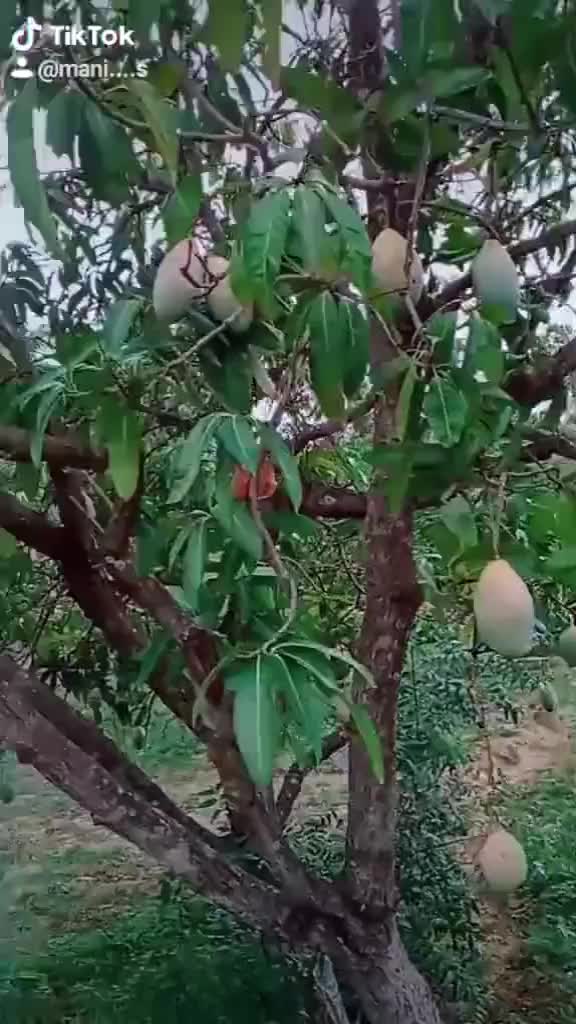 @manikaruna