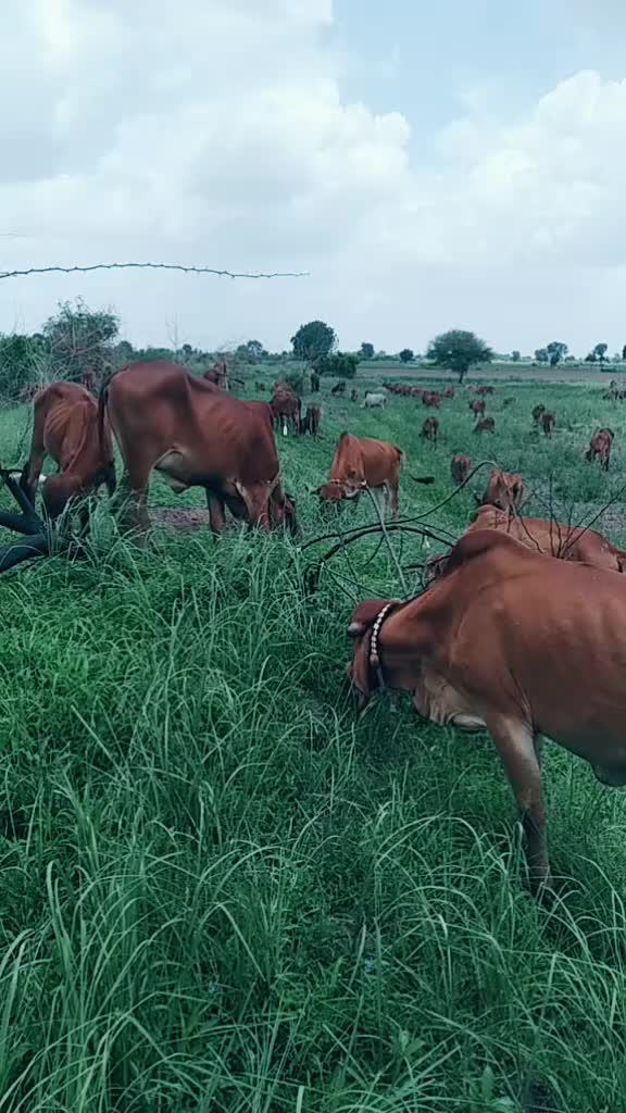 @govidbhai65