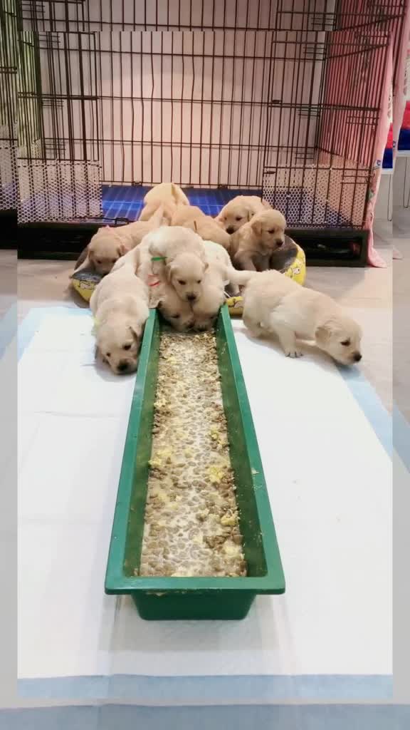 @kittenspets