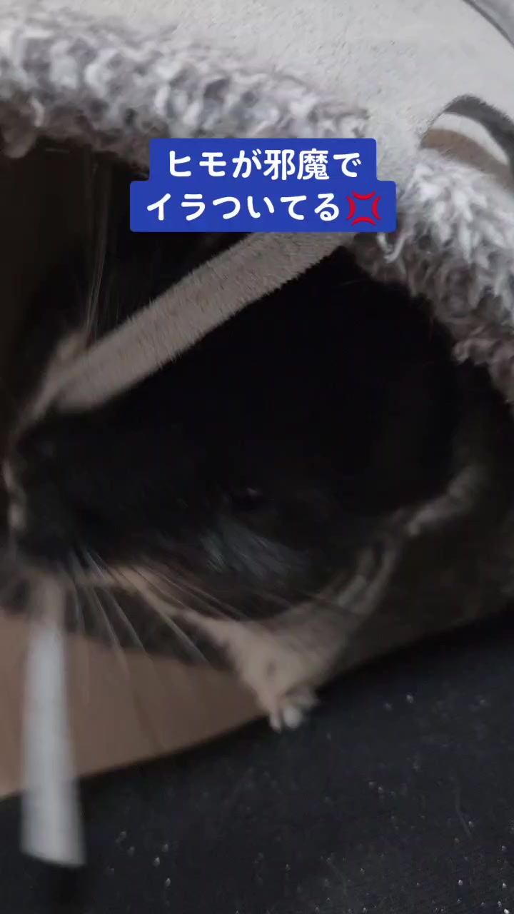 @チンチラプー子