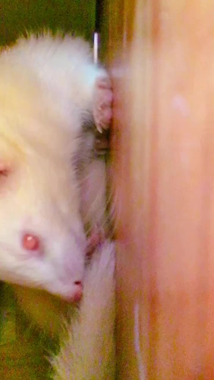 @Purrfina