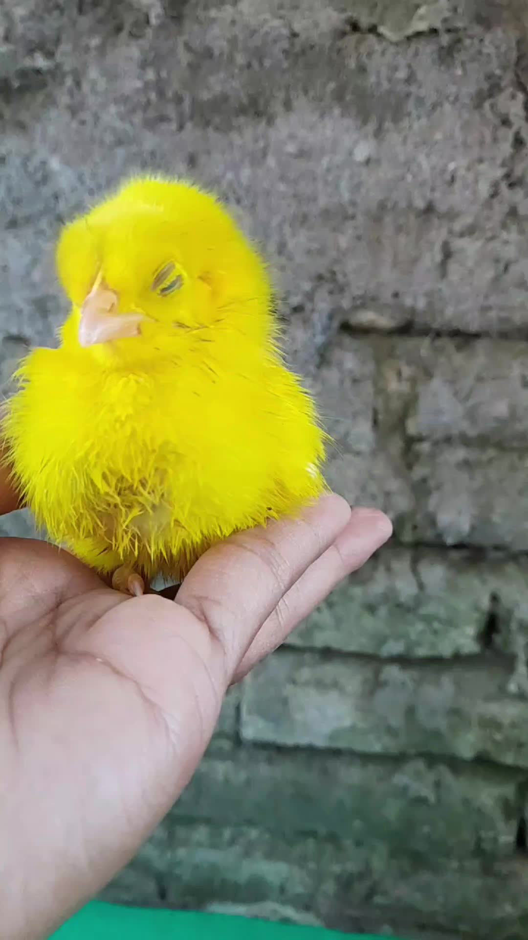 @Ayam Cicit Cuit