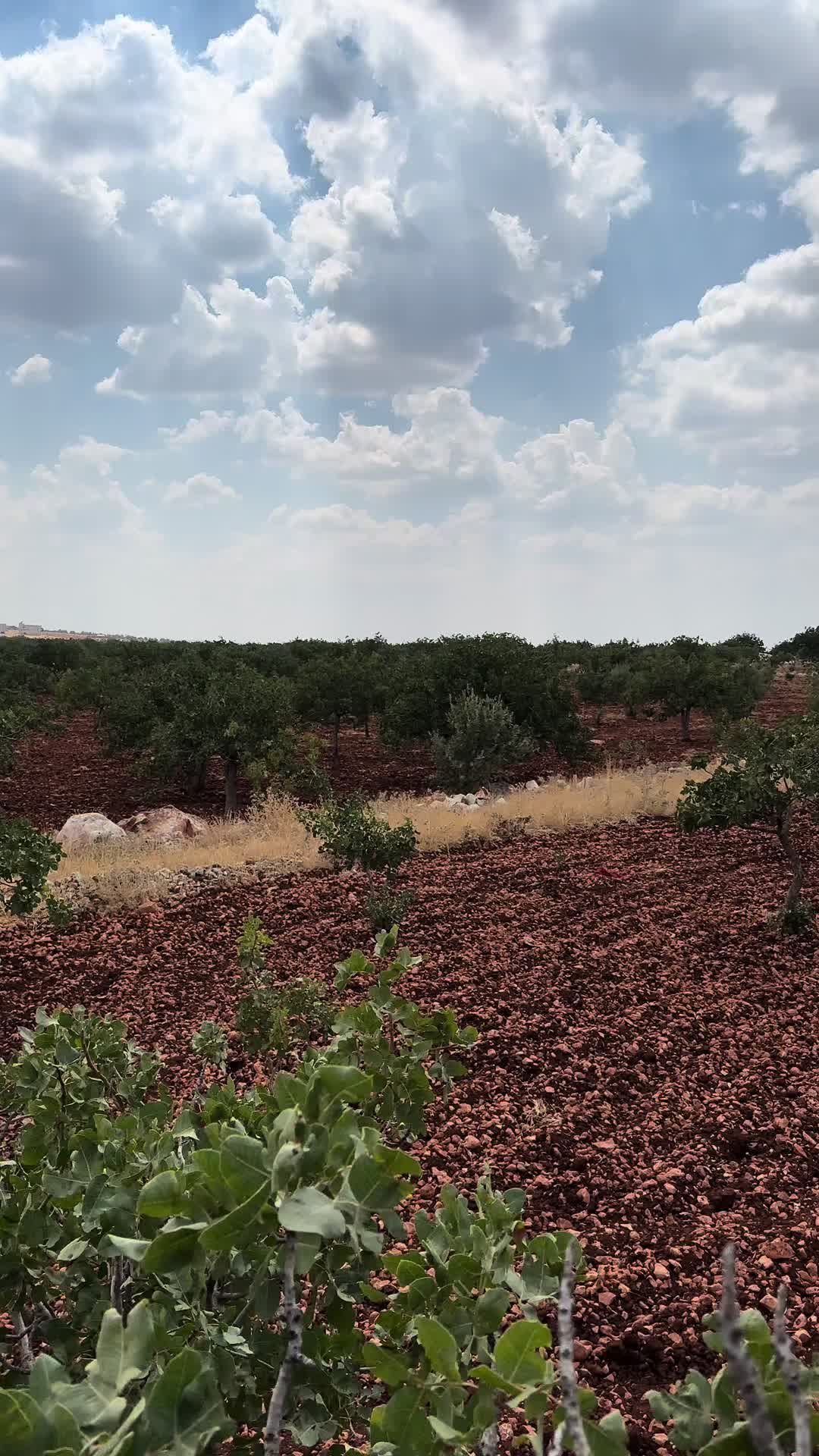 @Cuma Karakurt