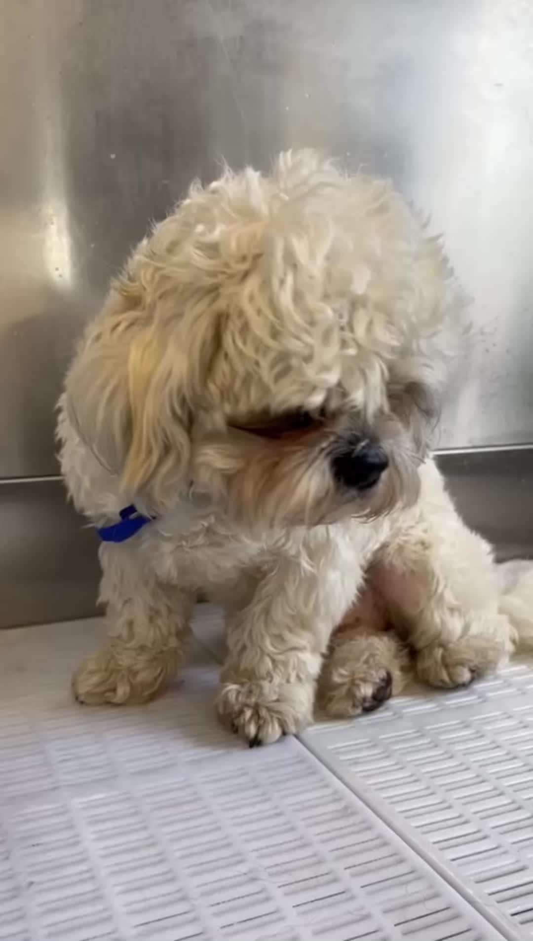 @Pet Angels