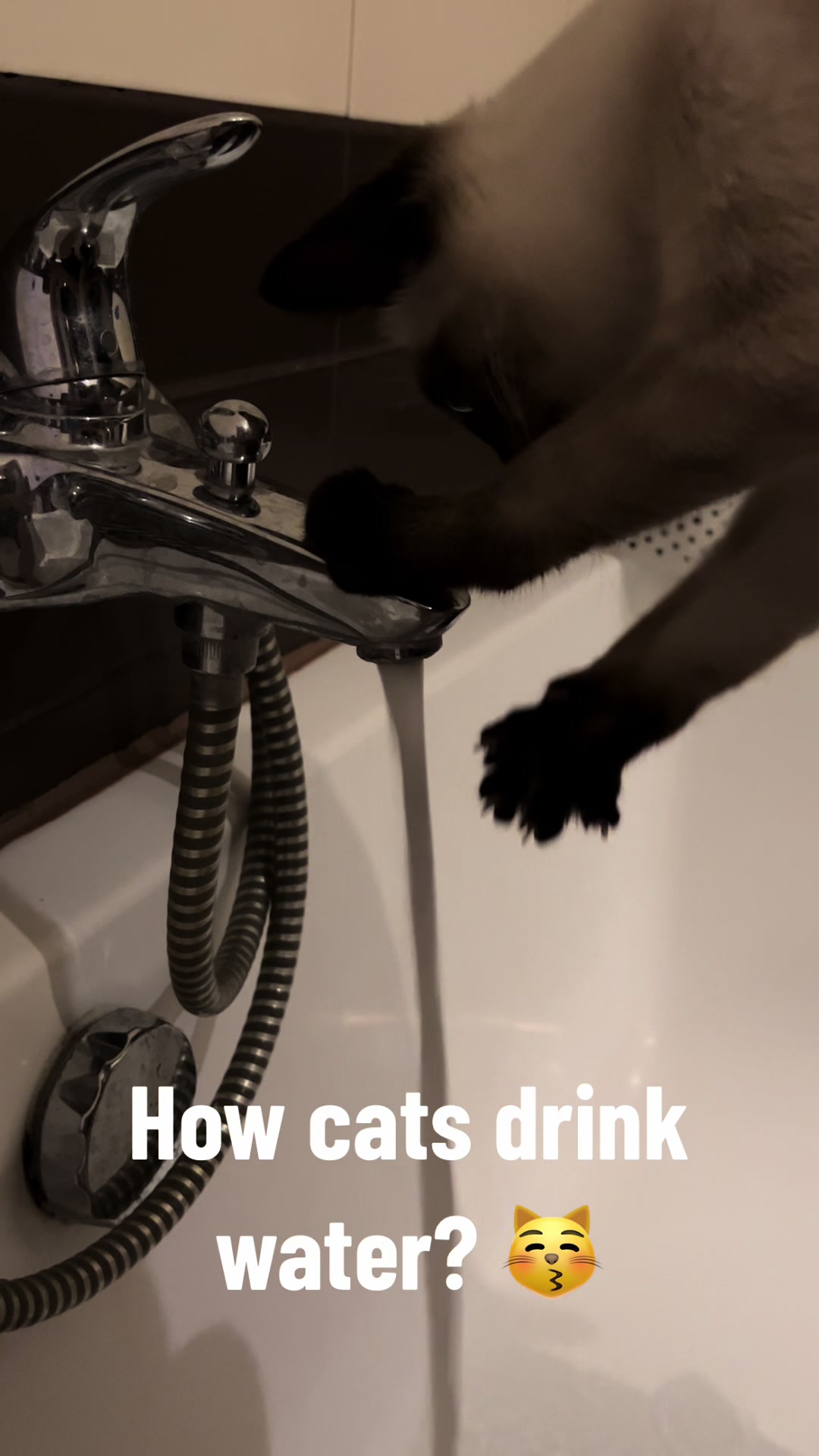 @Blueberry Eyes Cat
