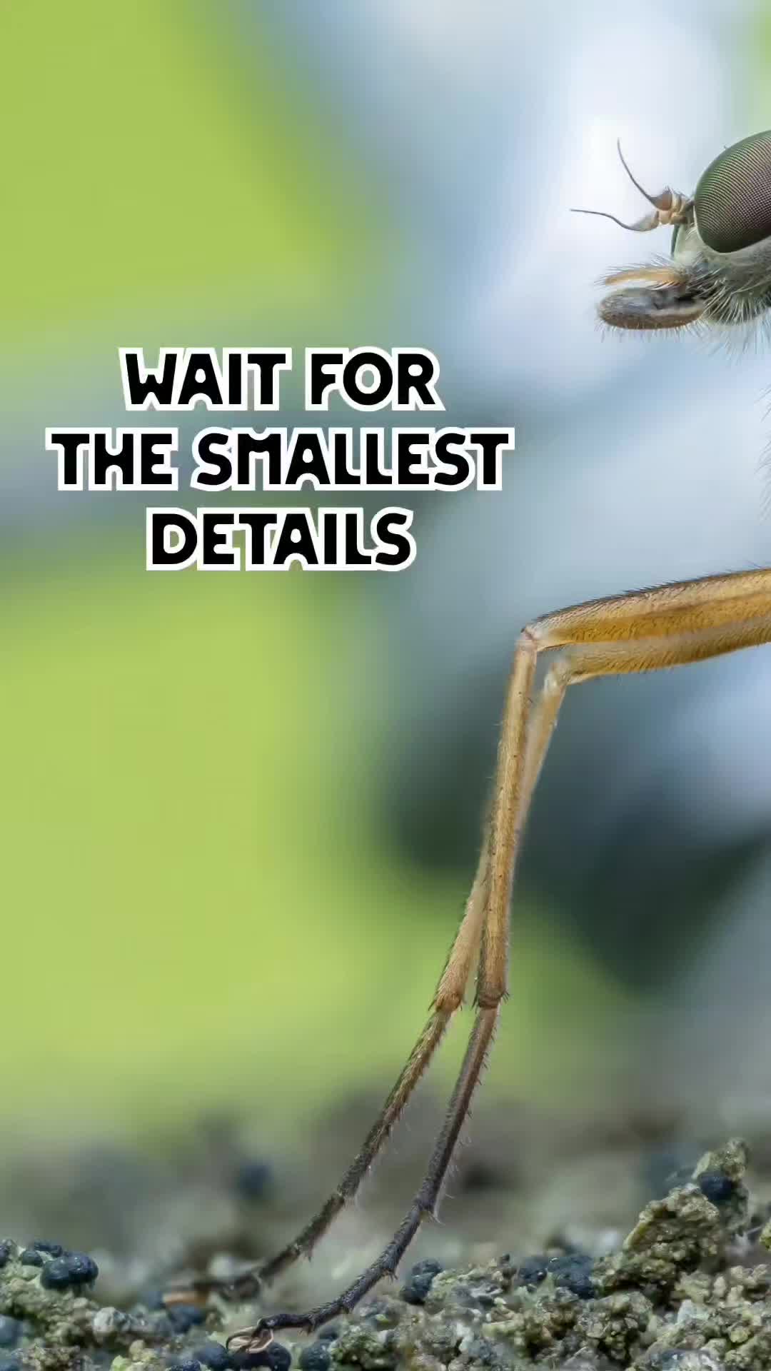 @weemadbeasties