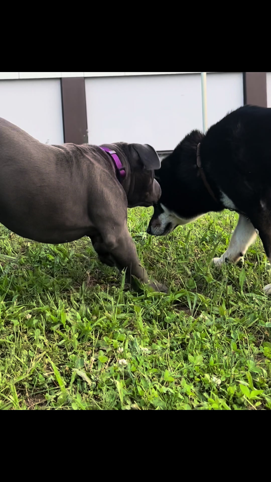 @ShadowBullyXXL