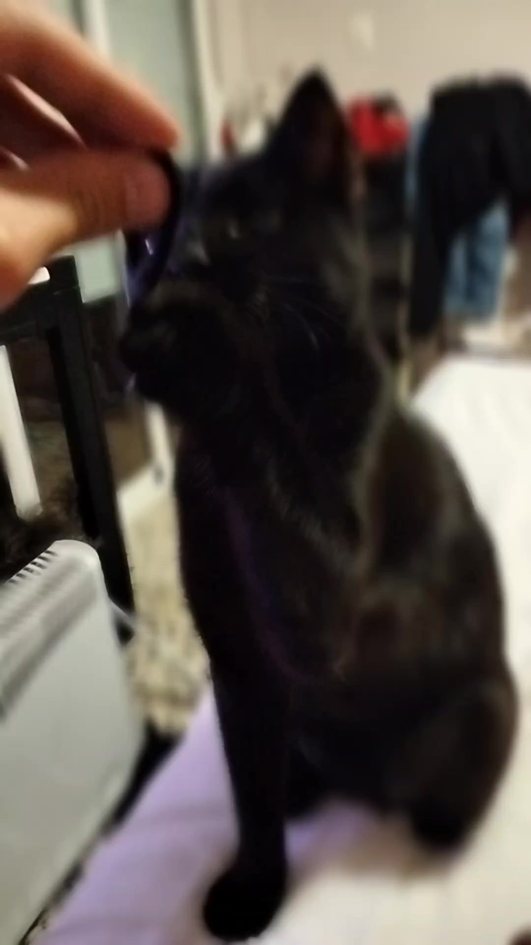 @lalocadelosgatos