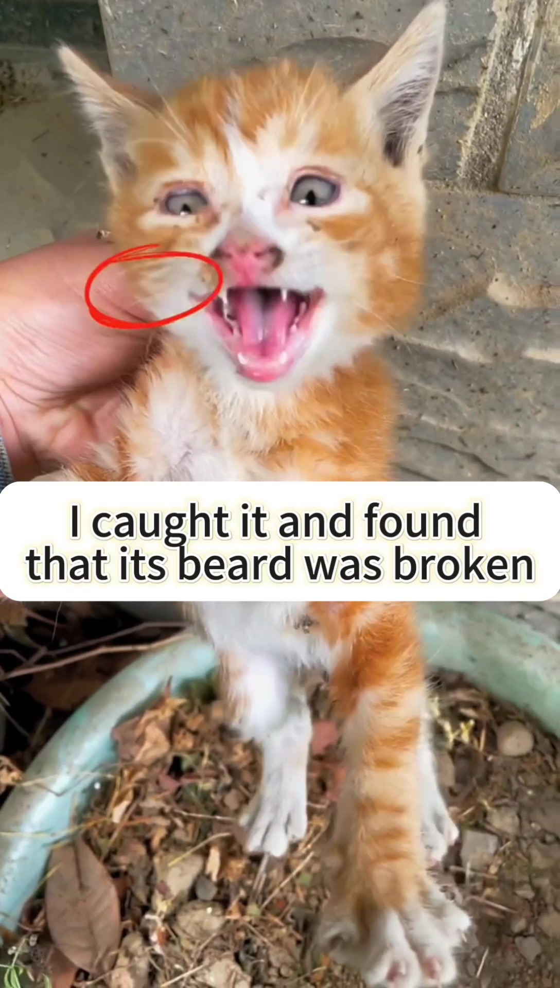 @Cats and dogs