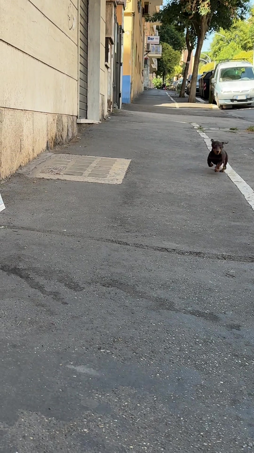 @🐾Mirtillo il bassotto🐾