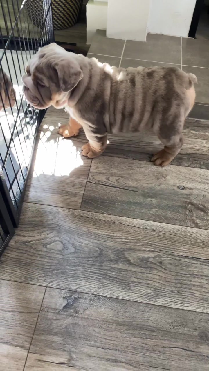 @rudzbulldogz