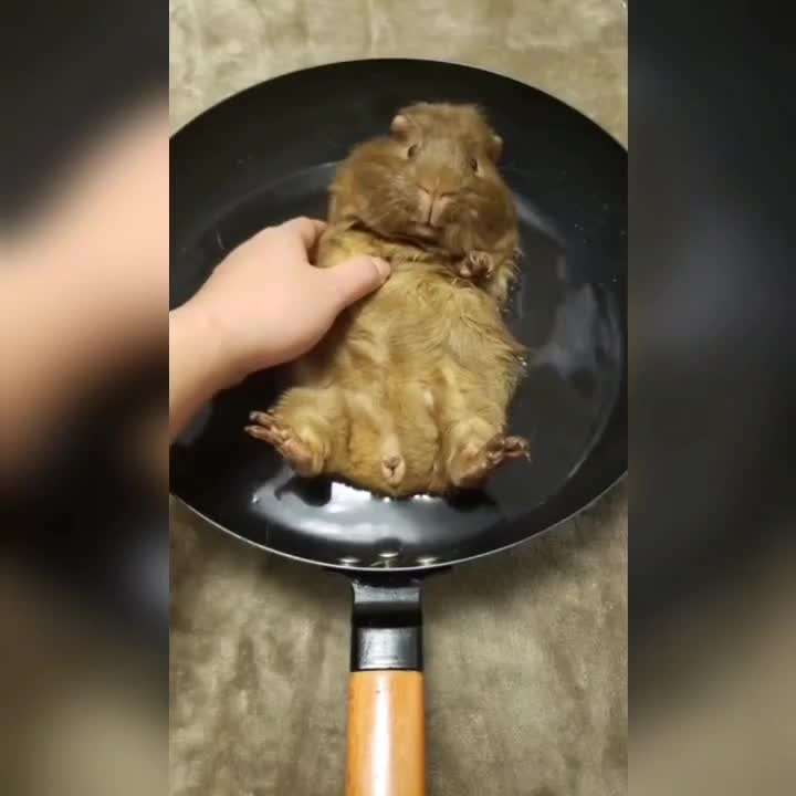 @leonupetpet