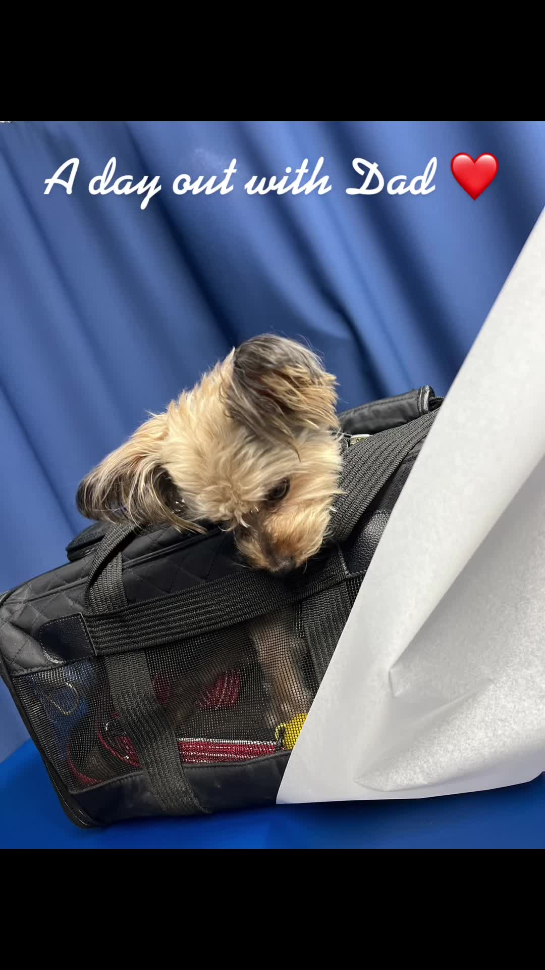 @GucciAndMiMiTheGreatYorkies