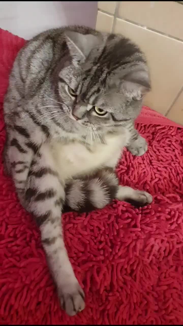 @the coconutkitty