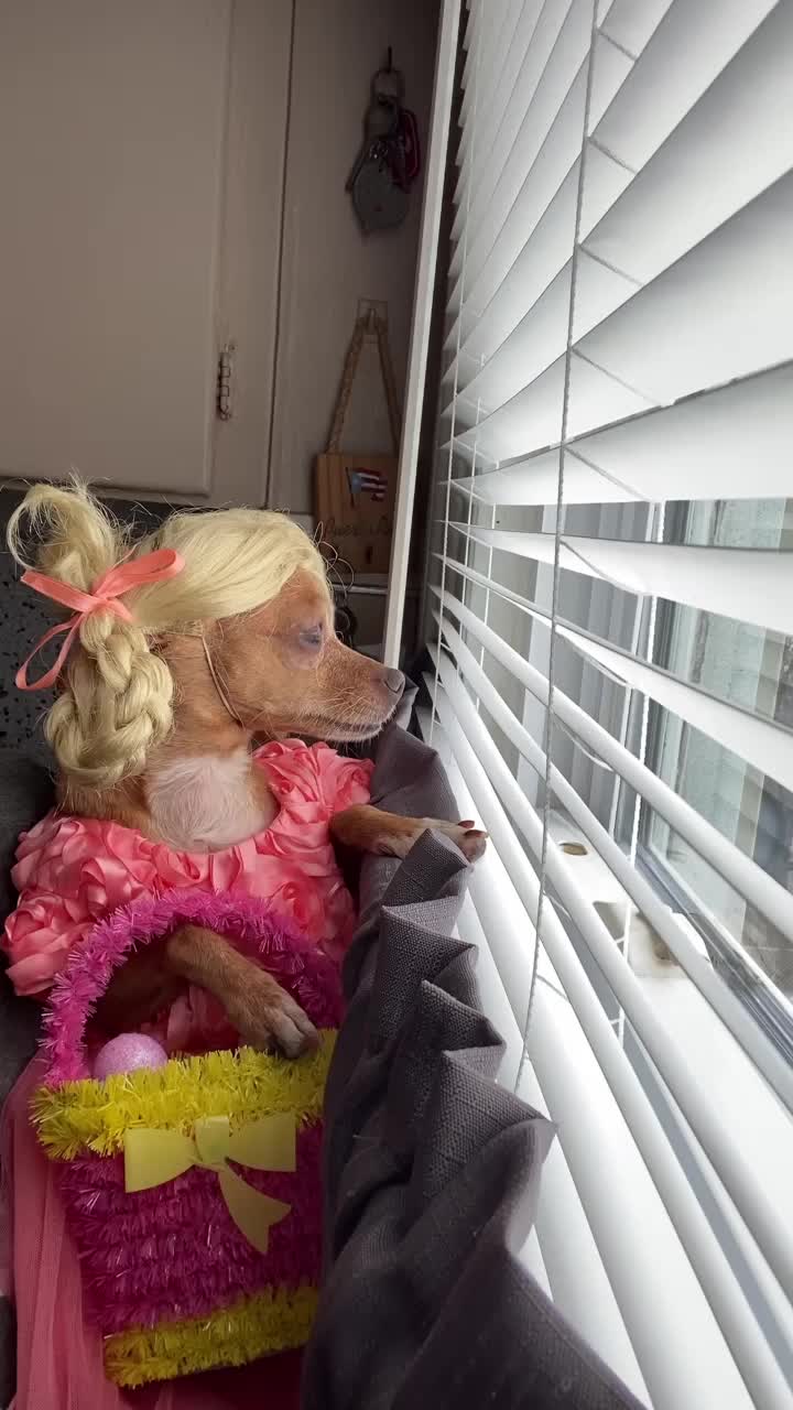 @_roxy_the_chihuahua