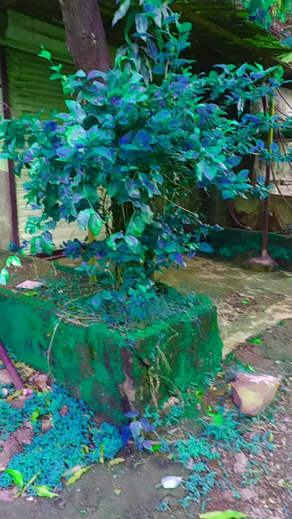 @pallavipal