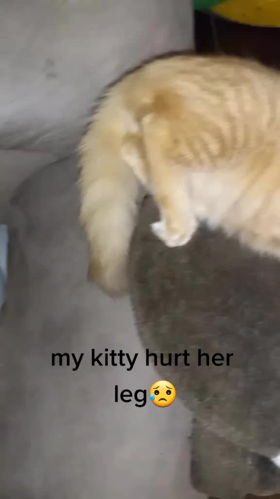 @pikawolfEli