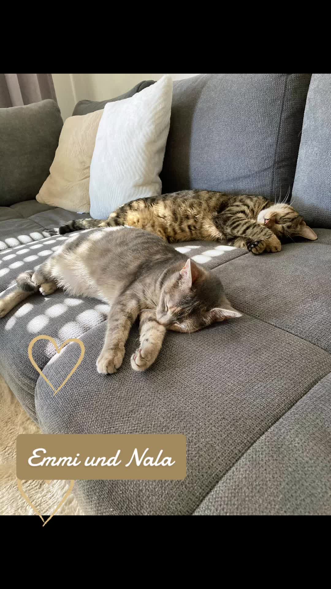 @αуαηα&нσρє 🐕🐕&🐈🐈⬛🐈🐹