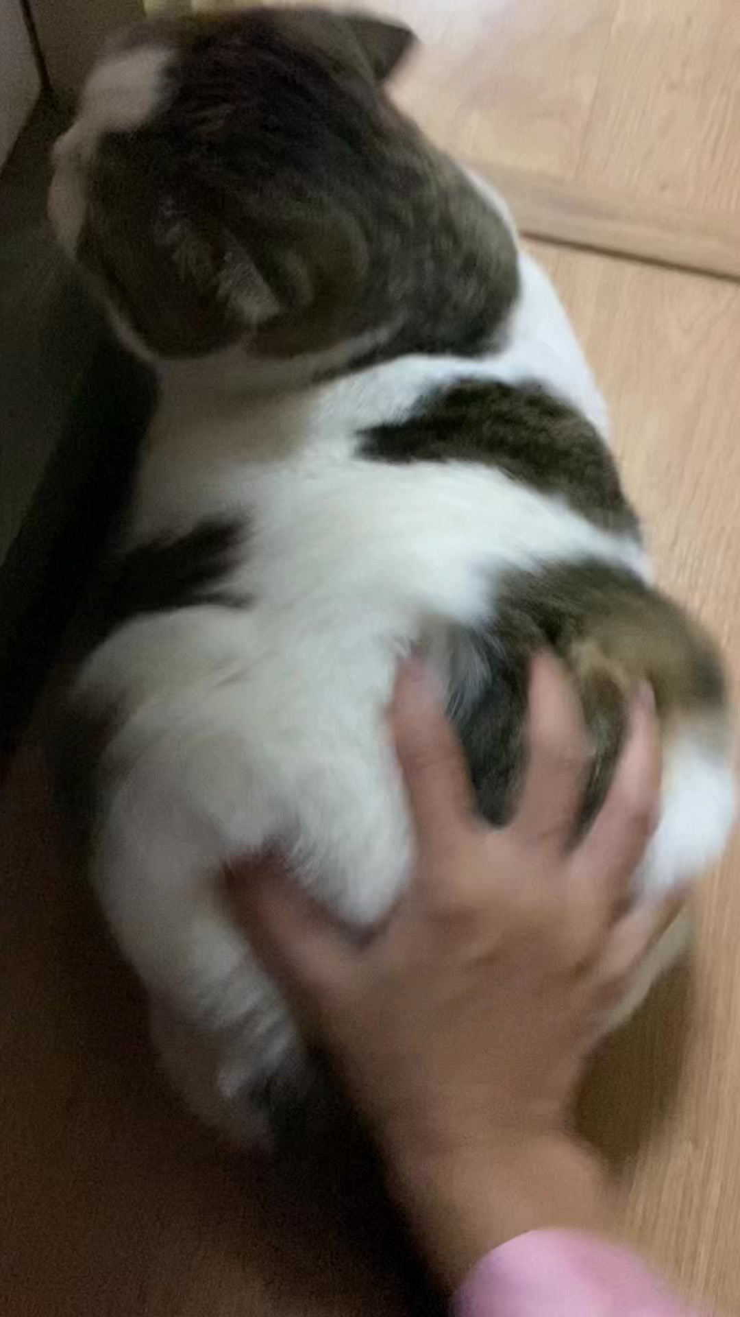 @Ramita 🐱