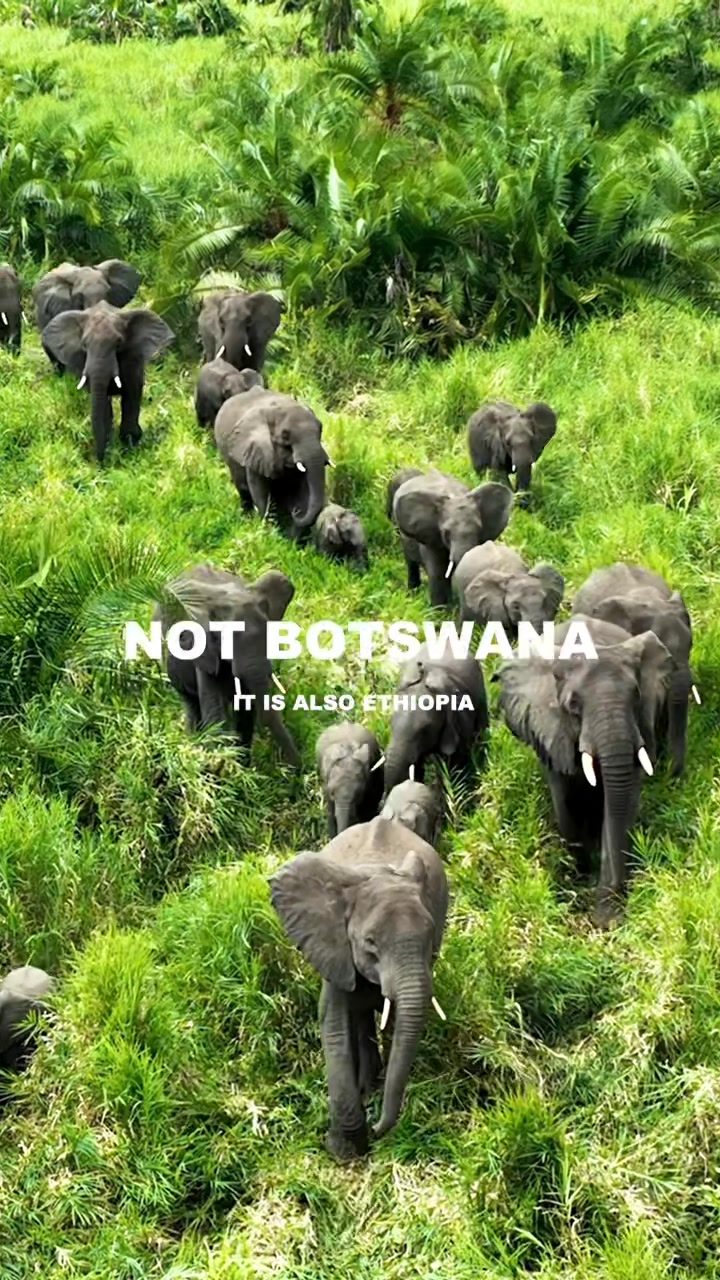 @Ethiopian wildlife