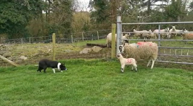 @Ravara and Murray’s sheepdogs
