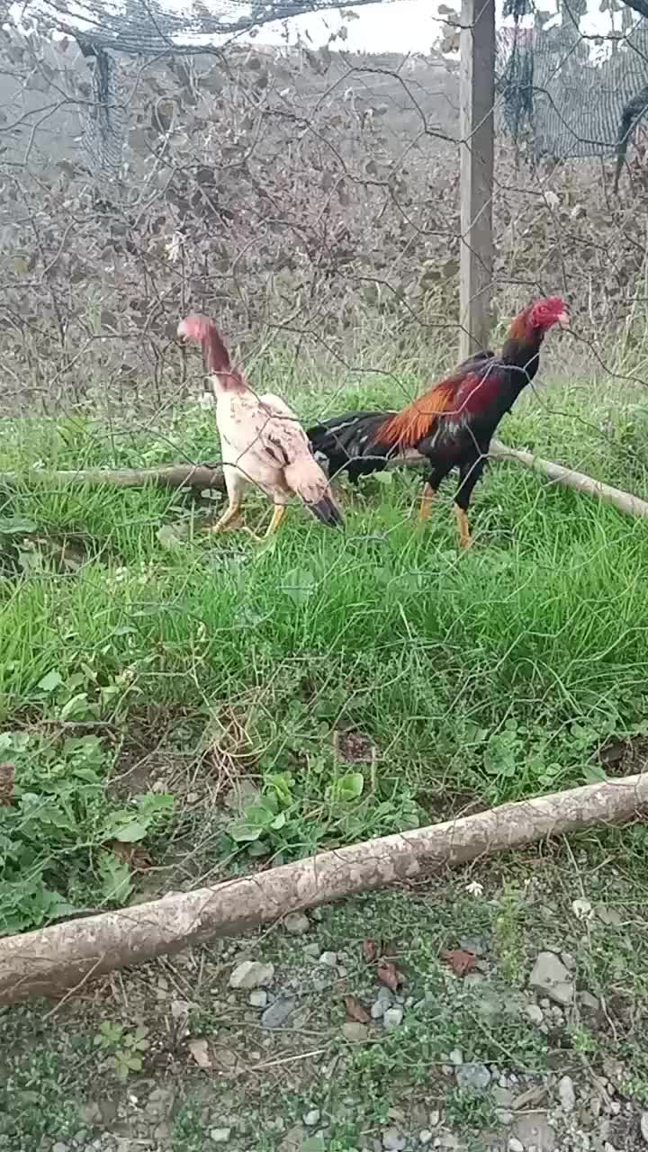 @ORDULU MÜSLÜM