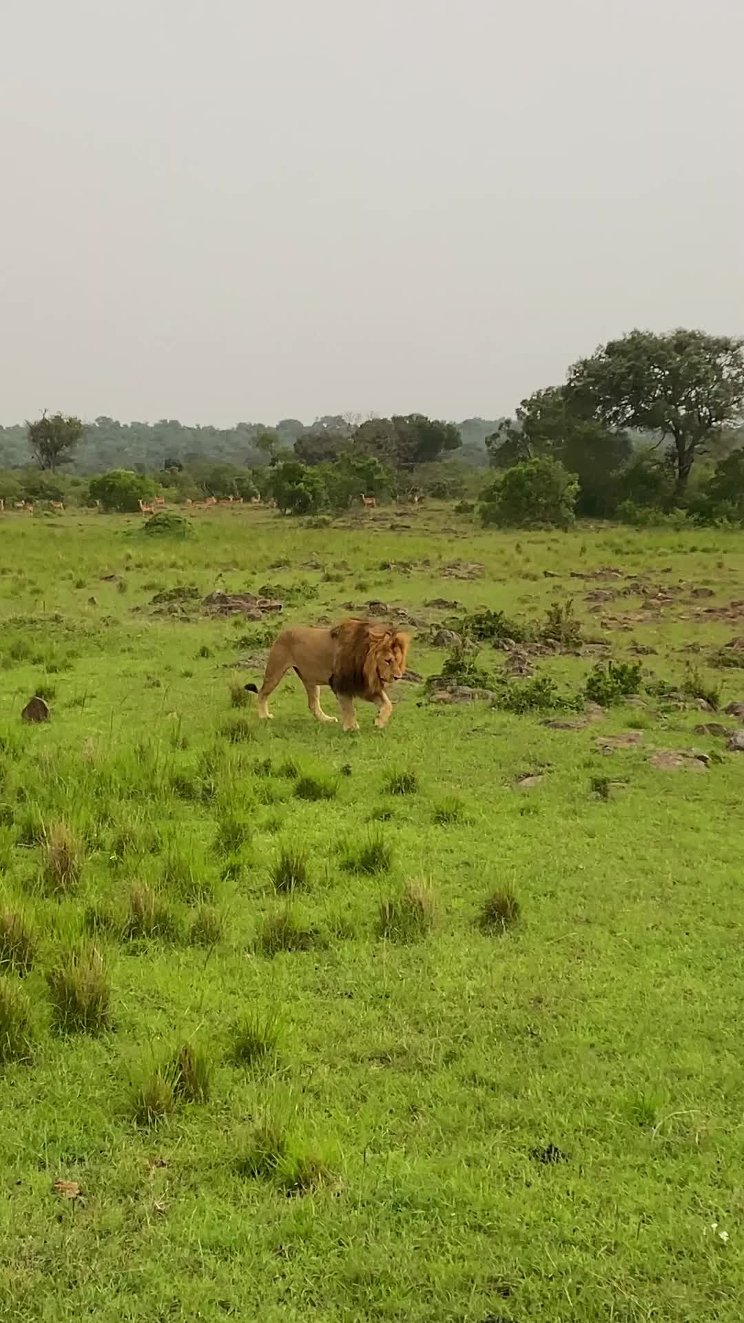 @factsanimal0