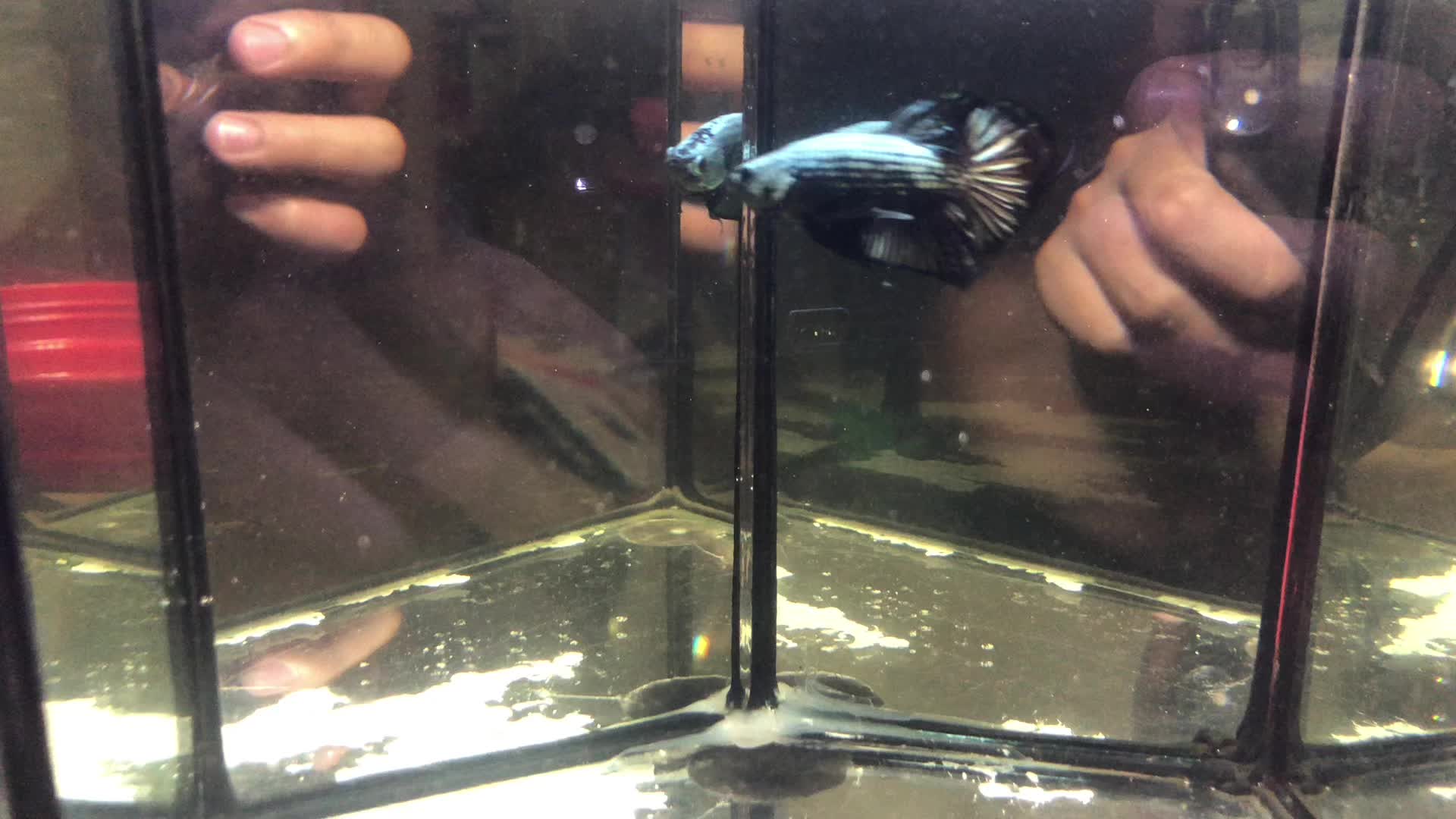@The Betta-Buddy Shop