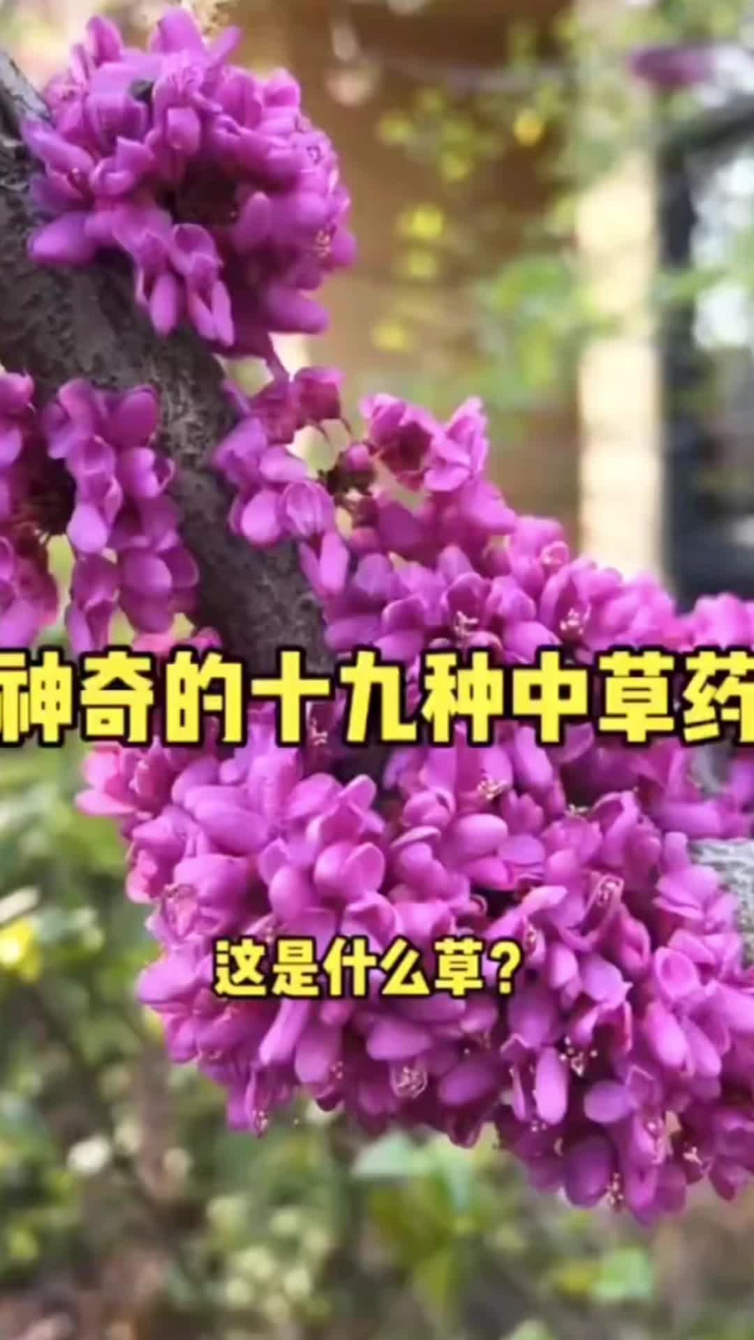 @laotang中医世家