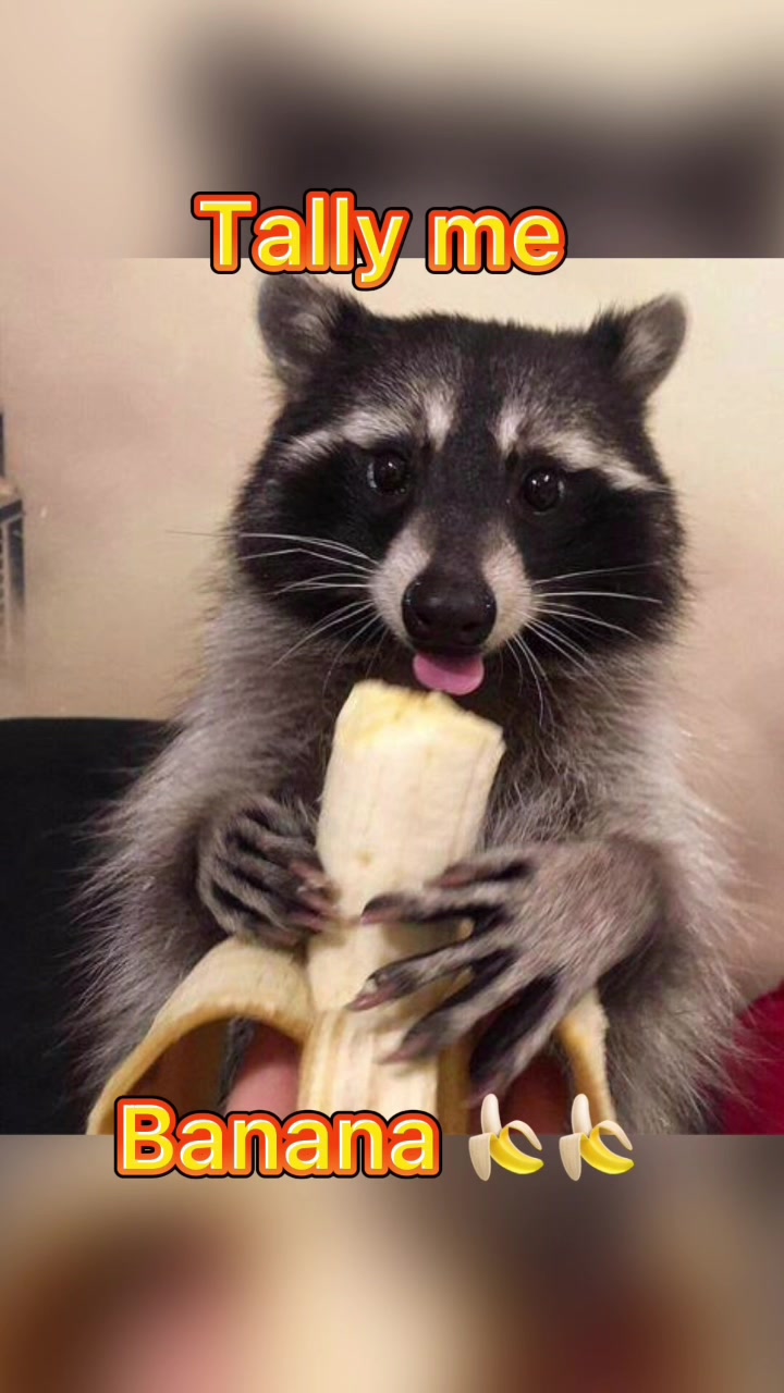 @Raccoon Music Videos