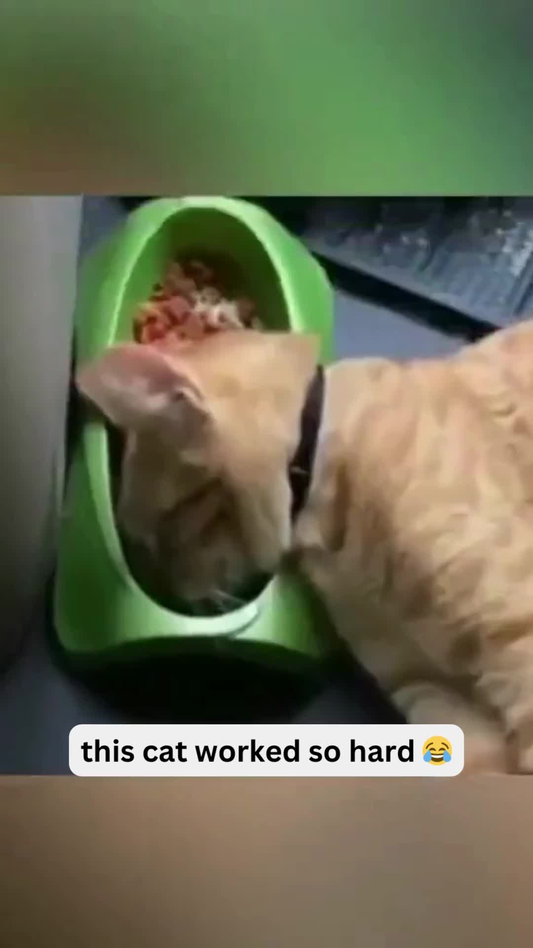 @Pet Guru