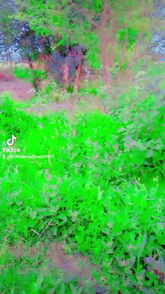 @Little Liaqat
