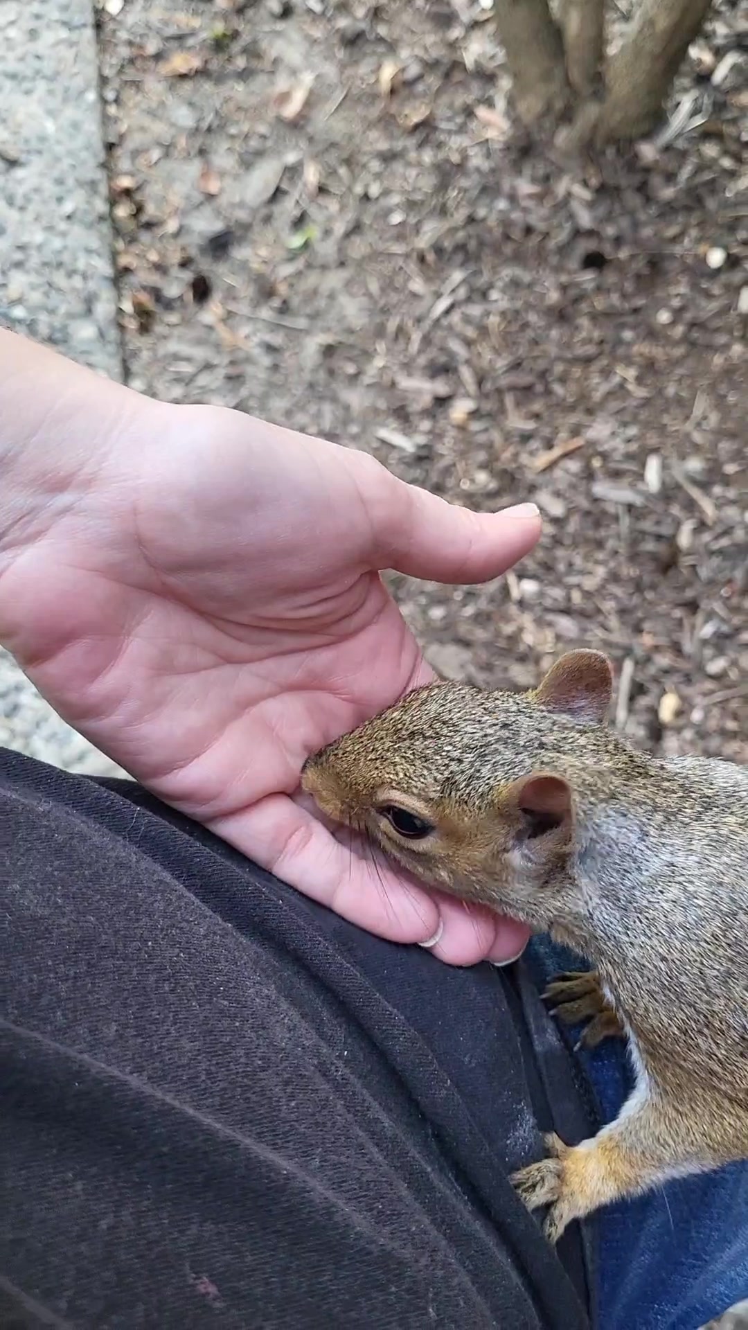 @ZippyTheRescueSquirrel
