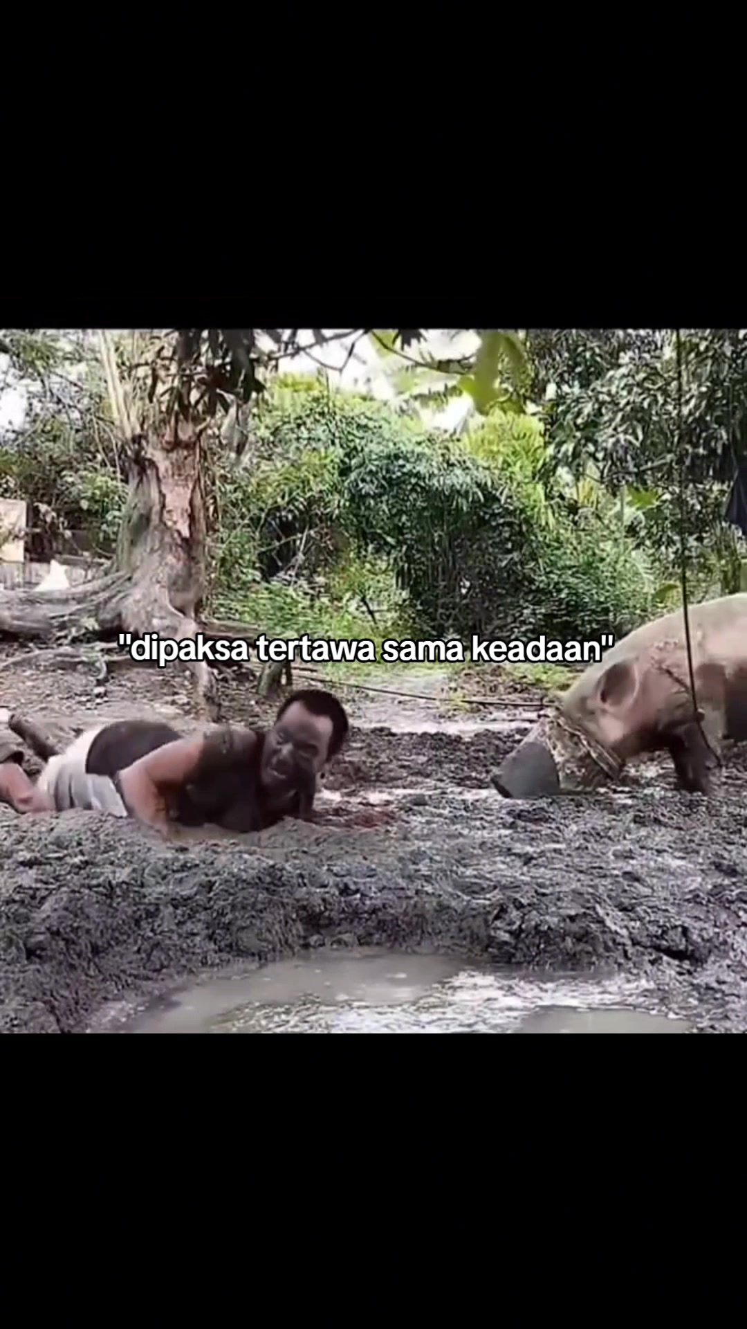 @sapi terbang